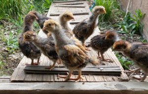 Chicks (baby chickens)