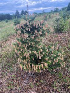 evergreen tree with dead, brown tips