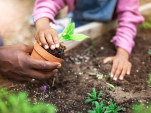 child and adult's hands gardening