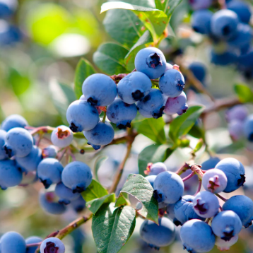 blueberries
