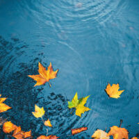 Fall leaves floating on dark water